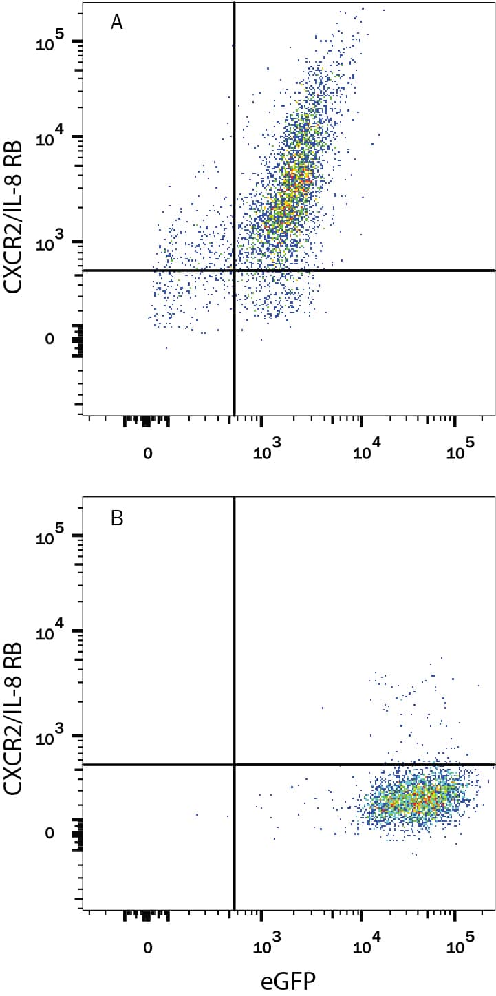 HEK293 human embryonic kidney cell line transfected with either (A) rat CXCR2/IL-8 RB or (B) irrelevant transfectants and eGFP was stained with Mouse Anti-Rat CXCR2/IL-8 RB PE-conjugated Monoclonal Antibody (Catalog # FAB8110P). Quadrant markers were set based on control antibody staining (Catalog # IC0041P). View our protocol for Staining Membrane-associated Proteins.