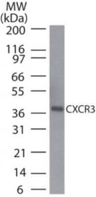 Western Blot: CXCR3 Antibody [NB100-56404] - Analysis of CXCR3 in human pancreas lysate using CXCR3 antibody at 2 ug/mL. Goat anti-rabbit Ig HRP secondary antibody and PicoTect ECL substrate solution were used for this test.