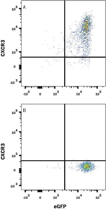 NS0 cell line transfected with (A) rat CXCR3 or (B) irrelevant protein and eGFP was stained with Mouse Anti-Rat CXCR3 Monoclonal Antibody (Catalog # MAB8109R) followed by Allophycocyanin-conjugated Anti-Mouse IgG Secondary Antibody (Catalog # F0101B). Quadrant markers were set based on Mouse IgG2B Flow Cytometry Isotype Control (Catalog # MAB0041) staining. View our protocol for Staining Membrane-associated Proteins.
