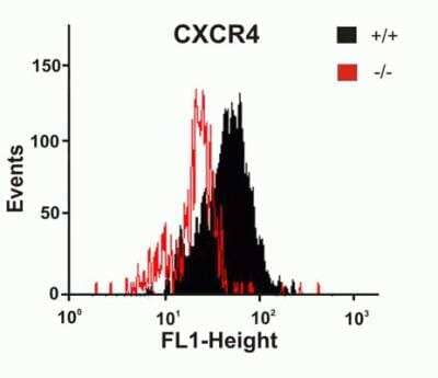 Flow Cytometry: CXCR4 Antibody [NBP1-77067] - Astrocytes from wild-type or CXCR4 knockout mice were stained with primary antibodies against CXCR4 and FITClabeled secondary antibodies, and subsequently subjected to flow cytometry. CXCR4-/- astrocytes (red) showed loss of CXCR4 cell-surface expression compared with wild-type cells (black).