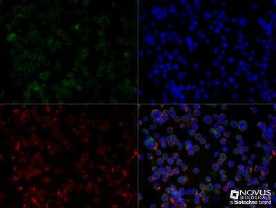 Immunocytochemistry/Immunofluorescence: CXCR4 Antibody [NB100-56437] - Jurkat cells were fixed for 10 minutes using 10% formalin and then permeabilized for 5 minutes using 1X TBS + 0.5% Triton-X100. The cells were incubated with anti-CXCR4 (NB100-56437) at a 1:25 dilution for 1 hour at room temperature and detected with an anti-rabbit Dylight 488 (Green) at a 1:500 dilution. Alpha tubulin was used as a co-stain at a 1:1000 dilution and detected with and anti-mouse Dylight 550 (Red) at a 1:500 dilution. Nuclei were counterstained with DAPI (Blue). Cells were imaged using a 40X objective.