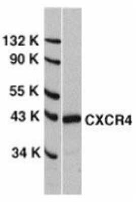 Western Blot: CXCR4 Antibody [NBP1-77067] - HeLa whole cell lysate with CXCR4 antibody at 0.5 ug/ml.
