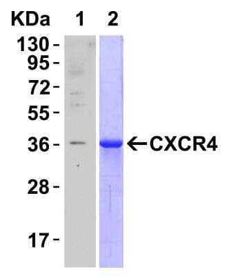 Western Blot: CXCR4 Antibody [NBP1-77067] - Recombinant Protein Test: Loading: CXCR4 partial recombinant protein (H00007852-Q01). Lane 1: Anti-CXCR4 antibody (0.1 ug/mL) 1 h incubation at RT in 5% NFDM/TBST. Lane 2: Coomassie blue staining.