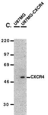 Western Blot: CXCR4 Antibody [NBP1-77067] - U87MG and U87MG-CXCR4 extracts were included as negative and positive controls, respectively, for CXCR4 detection with anti-CXCR4 antibodies.