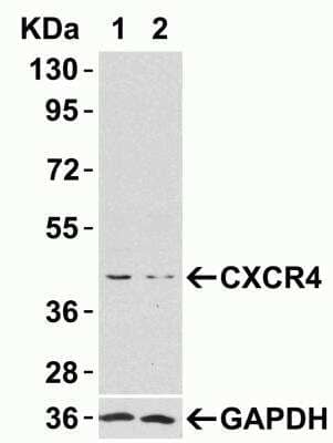 Western Blot: CXCR4 Antibody [NBP1-77067] - HeLa cells were transfected with control siRNAs (lane 1) or CXCR4 siRNAs (lane 2) Loading: 10 ug of HeLa whole cell lysates per lane. Antibodies: 1009 (2 ug/mL), 1 hincubation at RT in 5% NFDM/TBST. Secondary: Goat antirabbit IgG HRP conjugate at 1:10000 dilution.