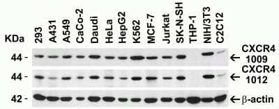 Western Blot: CXCR4 Antibody [NBP1-77067] - Loading: 15 ug of lysates per lane. Antibodies: 1009 (1 ug/mL), 1012 (1 ug/mL), and beta-actin (1 ug/mL), 1 h incubation at RT in 5% NFDM/TBST. Secondary: Goat antirabbit IgG HRP