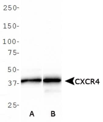 Western Blot: CXCR4 Antibody [NBP1-77560] - Analysis of CXCR4 in (A) HeLa and (B) A431 cell lysate.