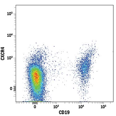 Human peripheral blood lymphocytes were stained with Mouse Anti-Human CXCR4 Fluorescein-conjugated Monoclonal Antibody (Catalog # FAB170F) and Mouse Anti-Human CD19 PE-conjugated Monoclonal Antibody (Catalog # FAB4867P). View our protocol for Staining Membrane-associated Proteins.