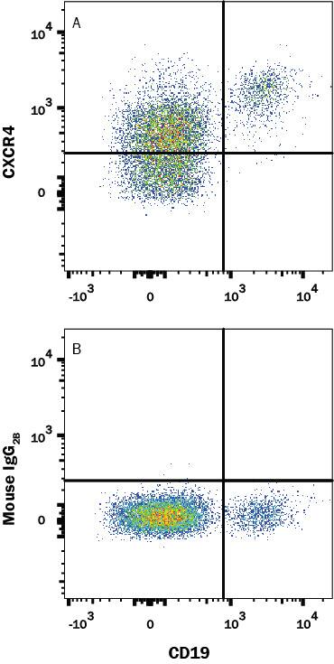 Human peripheral blood lymphocytes were stained with Mouse Anti-Human CD19 APC-conjugated Monoclonal Antibody (Catalog # FAB4867A) and either (A) Mouse Anti-Human CXCR4 Alexa Fluor® 594-conjugated Monoclonal Antibody (Catalog # FAB172T) or (B) Mouse IgG2B Isotype Control (Catalog # IC0041T).View our protocol for Staining Membrane-associated Proteins.