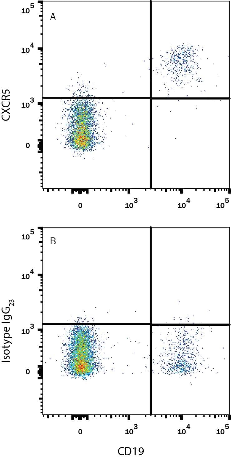 Human peripheral blood cells were stained with Mouse Anti-Human CD19 APC-conjugated Monoclonal Antibody (Catalog # FAB4867A) and either (A) Mouse Anti-Human CXCR5 Alexa Fluor® 488-conjugated Monoclonal Antibody (Catalog # FAB190G) or (B) Mouse IgG2B Alexa Fluor 488 Isotype Control (Catalog # IC0041G). View our protocol for Staining Membrane-associated Proteins.