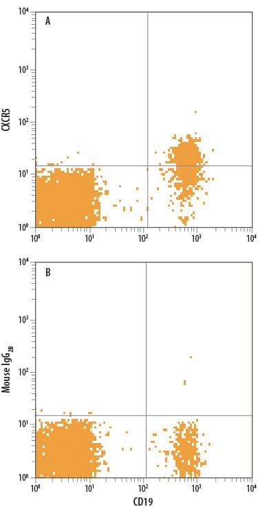 Human peripheral blood cells were stained with Mouse Anti-Human CD19 PE-conjugated Monoclonal Antibody (Catalog # FAB4867P) and either (A) Mouse Anti-Human CXCR5 Alexa Fluor® 700-conjugated Monoclonal Antibody (Catalog # FAB190N) or (B) Mouse IgG2BAlexa Fluor 700 Isotype Control (Catalog # IC0041N). View our protocol for Staining Membrane-associated Proteins.