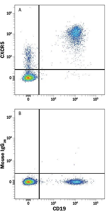 Human peripheral blood mononuclear cells (PBMCs) were stained with Mouse Anti-Human CD19 Fluorescein-conjugated Monoclonal Antibody (Catalog # FAB4867F) and either (A) Mouse Anti-Human CXCR5 PE-conjugated Monoclonal Antibody (Catalog # FAB190P) or (B) Mouse IgG2B control antibody (Catalog # IC0041P). View our protocol for Staining Membrane-associated Proteins.