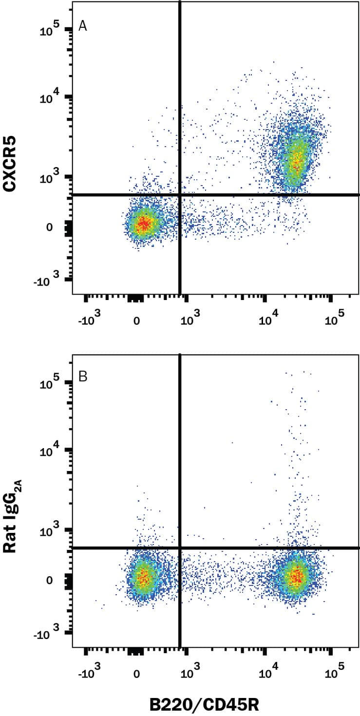 Mouse splenocytes were stained with Rat Anti-Mouse B220/CD45R PE-conjugated Monoclonal Antibody (Catalog # FAB1217P) and either (A) Rat Anti-Mouse CXCR5 APC-conjugated Monoclonal Antibody (Catalog # FAB6198A) or (B) Rat IgG2AAllophycocyanin Isotype Control (Catalog # IC006A). View our protocol for Staining Membrane-associated Proteins.