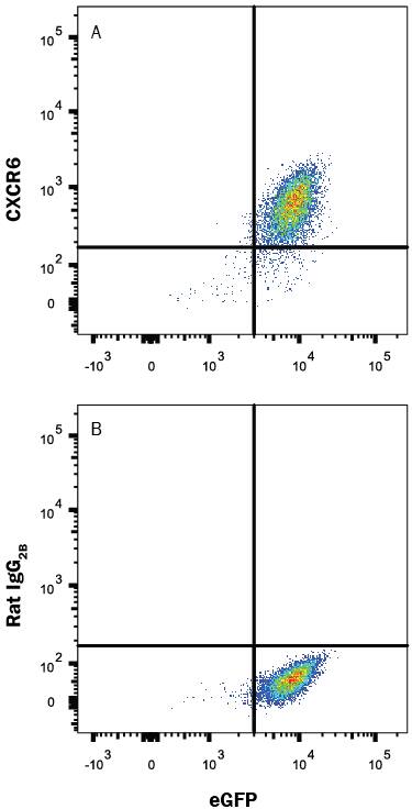 BaF3 mouse pro-B cell line transfected with mouse CXCR6 and eGFP was stained with and either (A) Rat Anti-Mouse CXCR6 PerCP-conjugated Monoclonal Antibody (Catalog # FAB2145C) or (B) Rat IgG2BPerCP Isotype Control (Catalog # IC013C). View our protocol for Staining Membrane-associated Proteins.