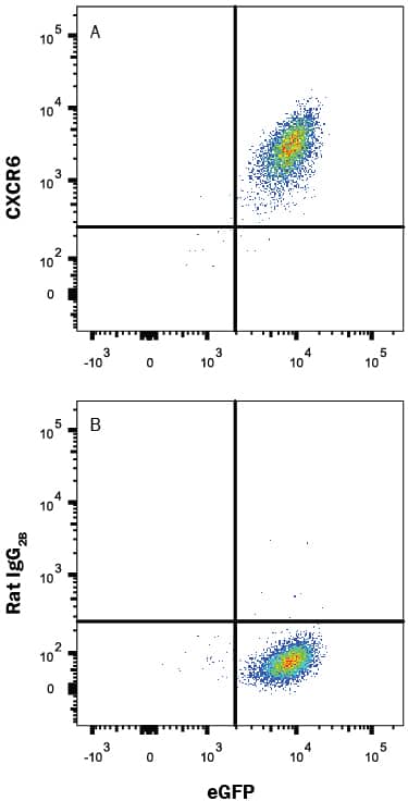 BaF3 mouse pro-B cell line transfected with mouse CXCR6 and eGFP was stained with and either (A) Rat Anti-Mouse CXCR6 Alexa Fluor® 700-conjugated Monoclonal Antibody (Catalog # FAB2145N) or (B) Rat IgG2BAlexa Fluor 700 Isotype Control (Catalog # IC013N). View our protocol for Staining Membrane-associated Proteins.