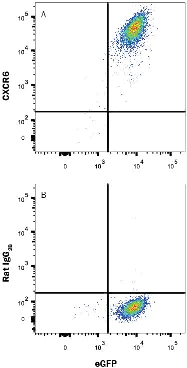 BaF3 mouse pro-B cell line transfected with mouse CXCR6 and eGFP was stained with and either (A) Rat Anti-Mouse CXCR6 PE-conjugated Monoclonal Antibody (Catalog # FAB2145P) or (B) Rat IgG2BPhycoerythrin Isotype Control (Catalog # IC013P). View our protocol for Staining Membrane-associated Proteins.