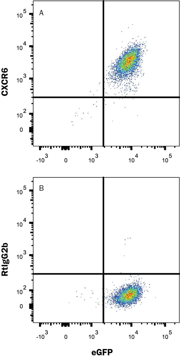 BaF3 mouse pro-B cell line transfected with mouse CXCR6 and eGFP was stained with and either (A) Rat Anti-Mouse CXCR6 Alexa Fluor® 647-conjugated Monoclonal Antibody (Catalog # FAB2145R) or (B) Rat IgG2B Alexa Fluor 647 Isotype Control (Catalog # IC013R). View our protocol for Staining Membrane-associated Proteins.