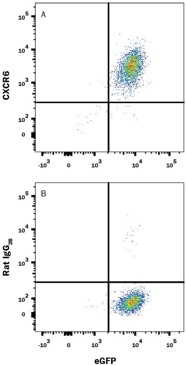 BaF3 mouse pro-B cell line transfected with mouse CXCR6 and eGFP was stained with and either (A) Rat Anti-Mouse CXCR6 Monoclonal Antibody (Catalog # MAB2145) or (B) Rat IgG2BIsotype Control (Catalog # MAB0061) followed by Allophycocyanin-conjugated Anti-Rat IgG Secondary Antibody (Catalog # F0113). View our protocol for Staining Membrane-associated Proteins.