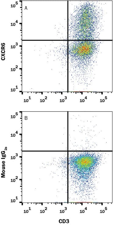 Human CD3+peripheral blood mononuclear cells (PBMCs) cultured with plate bound anti-Human CD3 and CD28 Antibodies, Anti-Human IL-4 Polyclonal Antibody (Catalog # AB-204-NA; 20 µg/mL) and 10 ng/mL Recombinant Human IL-12 (Catalog # 219-IL) for 5 days to induce Th1 cell development were stained with (A) Mouse Anti-Human CXCR6 Monoclonal Antibody (Catalog # MAB6991) or (B) Isotype control antibody (Catalog # MAB003) followed by Phycoerythrin-conjugated Anti-Mouse IgG Secondary Antibody (Catalog # F0102B) and Mouse Anti-Human CD4 APC-conjugated Monoclonal Antibody (Catalog # FAB3791A). View our protocol for Staining Membrane-associated Proteins.