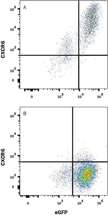 HEK293 Human cell line transfected with either (A) Human CXCR6 or (B) irrelevant transfectant and eGFP, was stained with Mouse Anti-Human CXCR6 Monoclonal Antibody (Catalog # MAB699R) followed by Allophycocyanin-conjugated Anti-Mouse IgG Secondary Antibody (Catalog # F0101B). Quadrant markers were set based on control antibody staining (Catalog # MAB0041). View our protocol for Staining Membrane-associated Proteins.