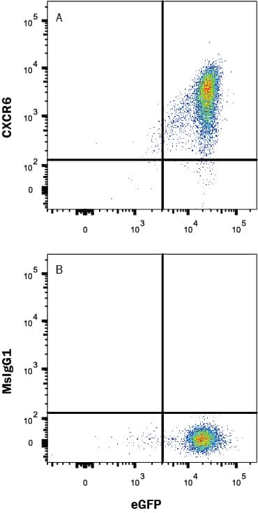 HEK293 human embryonic kidney cell line transfected with rat CXCR6 and eGFP was stained with either (A) Mouse Anti-Rat CXCR6 Monoclonal Antibody (Catalog # MAB8196R) or (B) Mouse IgG1 Isotype Control (Catalog # MAB002) followed by Allophycocyanin-conjugated Anti-Mouse IgG Secondary Antibody (Catalog # F0101B). View our protocol for Staining Membrane-associated Proteins.