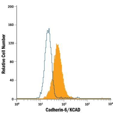 MG-63 human osteosarcoma cell line was stained with Mouse Anti-Human Cadherin-6/KCAD PE-conjugated Monoclonal Antibody (Catalog # FAB2715P, filled histogram) or isotype control antibody (Catalog # IC002P, open histogram). Cells were stained in a buffer containing Ca2+and Mg2+. View our protocol for Staining Membrane-associated Proteins.