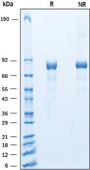2 μg/lane of Recombinant Mouse Cadherin-9 was resolved with SDS-PAGE underreducing (R) and non-reducing (NR) conditions and visualized by Coomassie® Bluestaining, showing bands at 75-85 kDa.