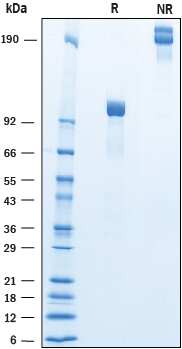 2 μg/lane of Recombinant Human Cadherin-9 was resolved with SDS-PAGE underreducing (R) and non-reducing (NR) conditions and visualized by Coomassie® Bluestaining, showing bands at 92‑106 kDa and 180‑210 kDa, respectively.