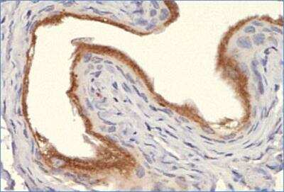 Immunohistochemistry: Calnexin Antibody [NB100-1974] - Analysis of Calnexin in mouse bladder using DAB with hematoxylin counterstain.