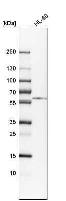 Western Blot: Calreticulin Antibody [NBP2-48491] - Analysis in human cell line HL-60.