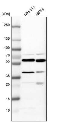 Western Blot: Calreticulin Antibody [NBP2-48491] - Analysis in mouse cell line NIH-3T3 and rat cell line NBT-II.
