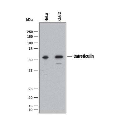 Western blot shows lysates of HeLa human cervical epithelial carcinoma cell line and K562 human chronic myelogenous leukemia cell line. PVDF membrane was probed with 1 µg/mL of Goat Anti-Human Calreticulin Antigen Affinity-purified Polyclonal Antibody (Catalog # AF3898) followed by HRP-conjugated Anti-Goat IgG Secondary Antibody (Catalog # HAF017). A specific band was detected for Calreticulin at approximately 55 kDa (as indicated). This experiment was conducted under reducing conditions and using Immunoblot Buffer Group 1.