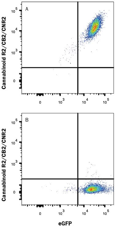 HEK293 human embryonic kidney cell line transfected with either (A) human Cannabinoid R2/CB2/CNR2 or (B) irrelevant transfectants and eGFP was stained with Mouse Anti-Human Cannabinoid R2/CB2/CNR2 Alexa Fluor® 647-conjugated Monoclonal Antibody (Catalog # FAB36551R). Quadrant markers were set based on control antibody staining (Catalog # IC0041R). View our protocol for Staining Membrane-associated Proteins.