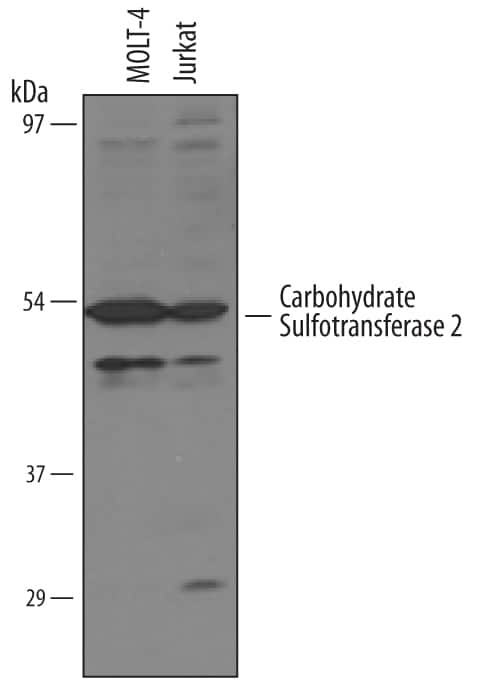 Western blot shows lysates of MOLT-4 human acute lymphoblastic leukemia cell line and Jurkat human acute T cell leukemia cell line. PVDF membrane was probed with 1 µg/mL of Goat Anti-Human Carbohydrate Sulfotransferase 2/CHST2 Antigen Affinity-purified Polyclonal Antibody (Catalog # AF5107) followed by HRP-conjugated Anti-Goat IgG Secondary Antibody (Catalog # HAF019). A specific band was detected for Carbohydrate Sulfotransferase 2/CHST2 at approximately 50- 52 kDa (as indicated). This experiment was conducted under reducing conditions and using Immunoblot Buffer Group 8.