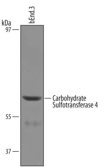 Western blot shows lysates of bEnd.3 mouse endothelioma cell line. PVDF Membrane was probed with 1 µg/mL of Sheep Anti-Mouse Carbohydrate Sulfotransferase 4/CHST4 Antigen Affinity-purified Polyclonal Antibody (Catalog # AF5547) followed by HRP-conjugated Anti-Sheep IgG Secondary Antibody (Catalog # HAF016). A specific band was detected for Carbohydrate Sulfotransferase 4/CHST4 at approximately 60 kDa (as indicated). This experiment was conducted under reducing conditions and using Immunoblot Buffer Group 1.