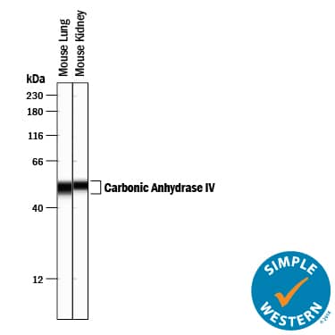 Simple Western lane view shows lysates of mouse lung tissue and mouse kidney tissue, loaded at 0.2 mg/mL. A specific band was detected for Carbonic Anhydrase IV/CA4 at approximately 51-52 kDa (as indicated) using 12.5 µg/mL of Goat Anti-Mouse Carbonic Anhydrase IV/CA4 Antigen Affinity-purified Polyclonal Antibody (Catalog # AF2414) followed by 1:50 dilution of HRP-conjugated Anti-Goat IgG Secondary Antibody (Catalog # HAF109). This experiment was conducted under reducing conditions and using the 12-230 kDa separation system. 