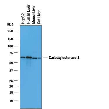 Western blot shows lysates of HepG2 human hepatocellular carcinoma cell line, human liver tissue, mouse liver tissue, and rat liver tissue. PVDF membrane was probed with 0.2 µg/mL of Goat Anti-Human/Mouse/Rat Carboxylesterase 1/CES1 Antigen Affinity-purified Polyclonal Antibody (Catalog # AF4920) followed by HRP-conjugated Anti-Goat IgG Secondary Antibody (Catalog # HAF019). A specific band was detected for Carboxylesterase 1/CES1 at approximately 63 kDa (as indicated). This experiment was conducted under reducing conditions and using Immunoblot Buffer Group 1.