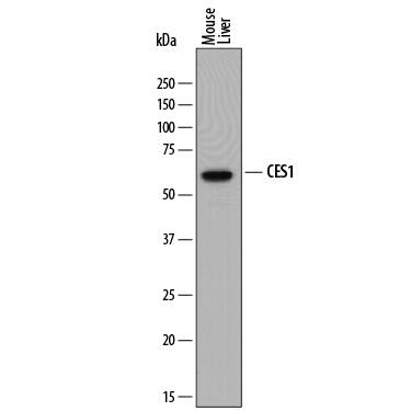Western blot shows lysates of mouse liver. PVDF membrane was probed with 1 µg/mL of Sheep Anti-Mouse Carboxylesterase 1/CES1 Antigen Affinity-purified Polyclonal Antibody (Catalog # AF7929) followed by HRP-conjugated Anti-Sheep IgG Secondary Antibody (Catalog # HAF016). A specific band was detected for Carboxylesterase 1/CES1 at approximately 60 kDa (as indicated). This experiment was conducted under reducing conditions and using Immunoblot Buffer Group 1.