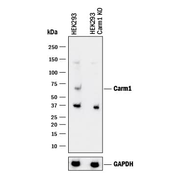 <b>Genetic Strategies Validation. </b>    Western  blot shows lysates of HEK293 human embryonic kidney parental cell line and  Carm1 knockout HEK293 cell line (KO). PVDF membrane was probed with  1 µg/mL of Goat Anti-Human/Mouse Carm1 Antigen Affinity-purified  Polyclonal Antibody (Catalog # AF7277) followed by HRP-conjugated Anti-Goat  IgG Secondary Antibody (Catalog # HAF017).  A specific band was detected for Carm1 at approximately 65 kDa (as  indicated) in the parental HEK293 cell line, but is not detectable in knockoutHEK293 cell line. GAPDH (Catalog # AF5718) is shown as a loading control. This  experiment was conducted under reducing conditions and using Immunoblot  Buffer Group 1. 