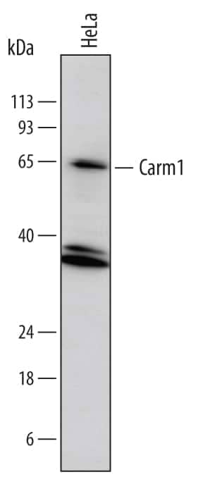 Western blot shows lysates of HeLa human cervical epithelial carcinoma cell line. PVDF membrane was probed with 1 µg/mL of Goat Anti-Human Carm1 Antigen Affinity-purified Polyclonal Antibody (Catalog # AF7277) followed by HRP-conjugated Anti-Goat IgG Secondary Antibody (Catalog # HAF017). A specific band was detected for Carm1 at approximately 63 kDa (as indicated). This experiment was conducted under reducing conditions and using Immunoblot Buffer Group 1.