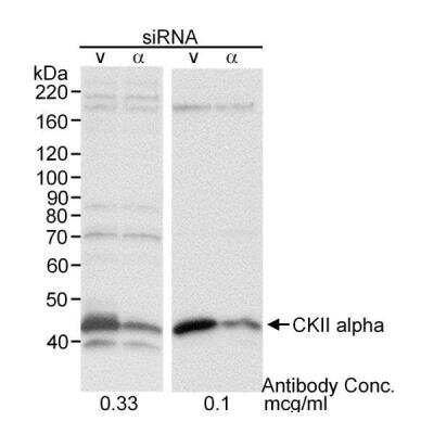 Western Blot: Casein Kinase 2 alpha Antibody [NB100-377] - RIPA extract (30 ug) from HeLa cells treated with CKII alpha siRNA or vimentin siRNA (v). Antibody used at 0.33 or 0.1 ug/ml.