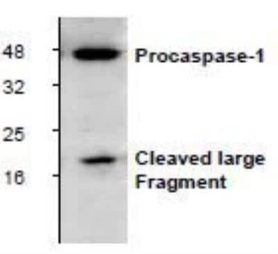 Western Blot: Caspase-1 Antibody [NBP1-45433] - Analysis of Caspase-1 expression in Rat liver tissue lysate.