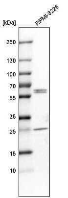Western Blot: Caspase-8 Antibody [NBP1-88185] - Analysis in human cell line RPMI-8226.
