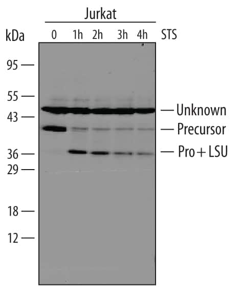Western blot shows lysates of Jurkat human acute T cell leukemia cell line untreated (-) or treated (+) with 1 μg/mL staurosporine (STS) for for the indicated times. PVDF membrane was probed with 1 µg/mL of Human Caspase‑9 Polyclonal Antibody (Catalog # AF8301), followed by HRP-conjugated Anti-Goat IgG Secondary Antibody (Catalog # HAF109). Specific bands were detected for Caspase‑9 precursor and pro + LSU at approximately 46 and 37 kDa (as indicated). This experiment was conducted under reducing conditions and using Immunoblot Buffer Group 6.