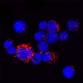 Cathepsin X/Z/P was detected in immersion fixed mouse splenocytes using Goat Anti-Mouse Cathepsin X/Z/P Antigen Affinity-purified Polyclonal Antibody (Catalog # AF1033) at 15 µg/mL for 3 hours at room temperature. Cells were stained using the NorthernLights™ 557-conjugated Anti-Goat IgG Secondary Antibody (red; Catalog # NL001) and counterstained with DAPI (blue). Specific staining was localized to cytoplasm. View our protocol for Fluorescent ICC Staining of Non-adherent Cells.