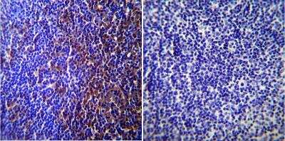 Immunohistochemistry-Paraffin: Caveolin-3 Antibody [NB110-5029] - Normal biopsies of deparaffinized Mouse lymph node tissue.