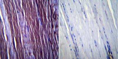 Immunohistochemistry-Paraffin: Caveolin-3 Antibody [NB110-5029] - Normal biopsies of deparaffinized Mouse skeletal muscle tissue.