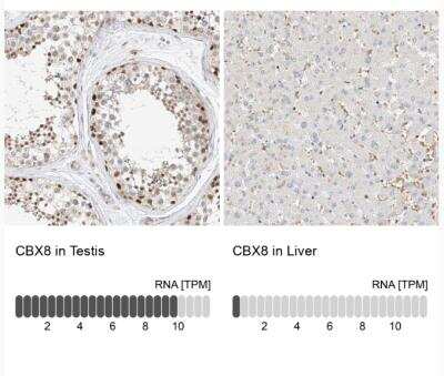 Immunohistochemistry-Paraffin: Cbx8 Antibody [NBP1-83224] - Analysis in human testis and liver tissues.  Corresponding CBX8 RNA-seq data are presented for the same tissues.