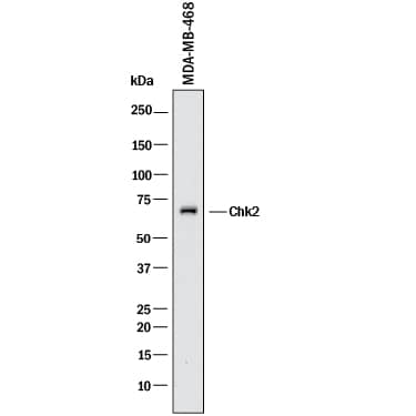 Western blot shows lysates of MDA-MB-468 human breast cancer cell line. PVDF membrane was probed with 1 µg/mL of Rabbit Anti-Human Chk2 Monoclonal Antibody (Catalog # MAB1358) followed by HRP-conjugated Anti-Rabbit IgG Secondary Antibody (Catalog # HAF008). A specific band was detected for Chk2 at approximately 65 kDa (as indicated). This experiment was conducted under reducing conditions and using Immunoblot Buffer Group 1.