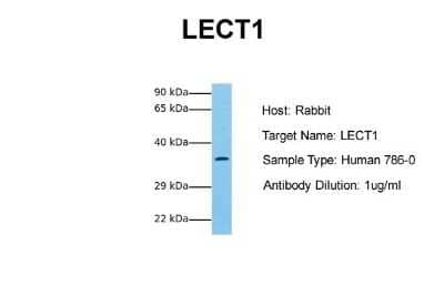 Western Blot: Chondromodulin-1/LECT1 Antibody [NBP1-59348] - Sample Tissue: Human 786-0 Antibody Dilution: 1.0 ug/ml